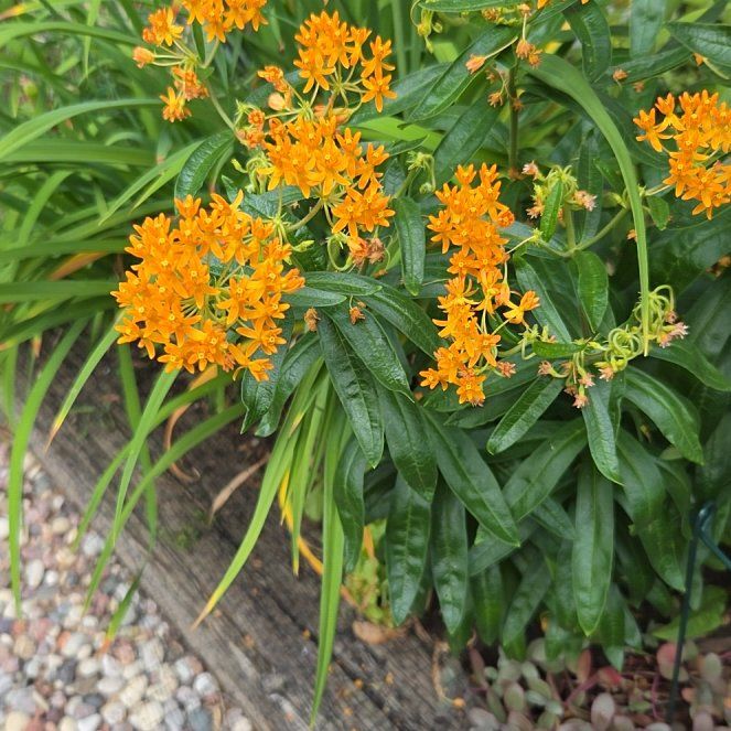 Photo of the plant species Butterfly Weed by @GenialLavaranos named Mollie on Greg, the plant care app