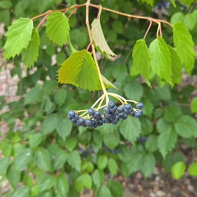 Photo of the plant species Arrowwood Viburnum by @GenialLavaranos named Bella on Greg, the plant care app
