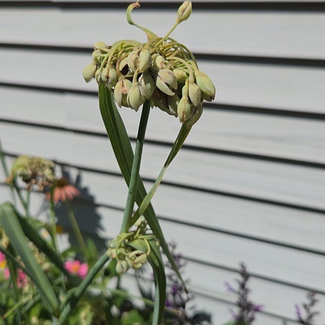 Photo of the plant species Ohio Spiderwort by @GenialLavaranos named Rihanna on Greg, the plant care app