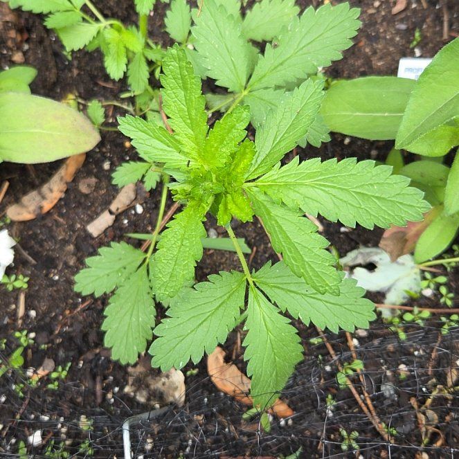 Photo of the plant species Norwegian Cinquefoil by @GenialLavaranos named Doja Cat on Greg, the plant care app
