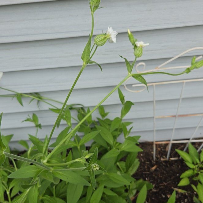 Photo of the plant species Bladder Campion by @GenialLavaranos named Orlando Bloom on Greg, the plant care app