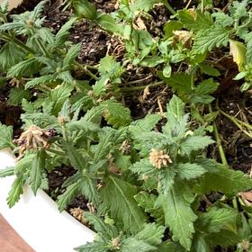 Photo of the plant species Common Verbena by @CozyBushgrass named Kendall on Greg, the plant care app
