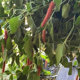 Photo of the plant species Chenille Plant by @CozyBushgrass named Oscar on Greg, the plant care app