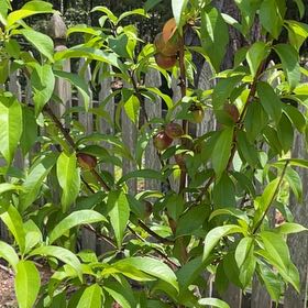 Photo of the plant species Hardired Nectarine Tree by @PlenaryIronweed named Nectarine on Greg, the plant care app