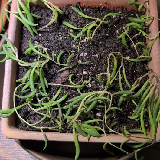 Photo of the plant species String of Rubies by @SkilledWaiuatua named Delilah on Greg, the plant care app