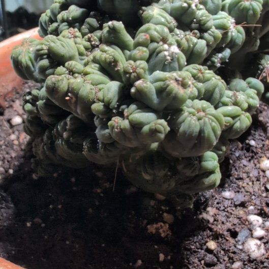 Photo of the plant species Ming Thing Cactus by @SkilledWaiuatua named Forrest on Greg, the plant care app