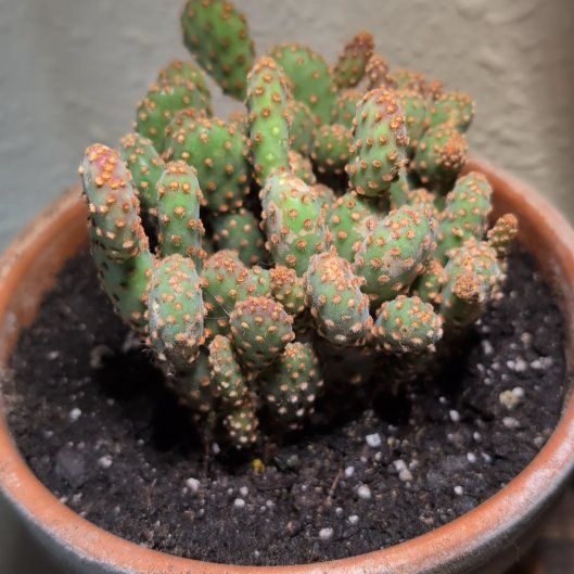Photo of the plant species Opuntia rufida minima f. monstrose by @SkilledWaiuatua named Lavender on Greg, the plant care app