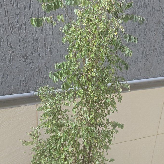 Photo of the plant species European Pear by @RichlyKoreanfir named ChloroPhil on Greg, the plant care app