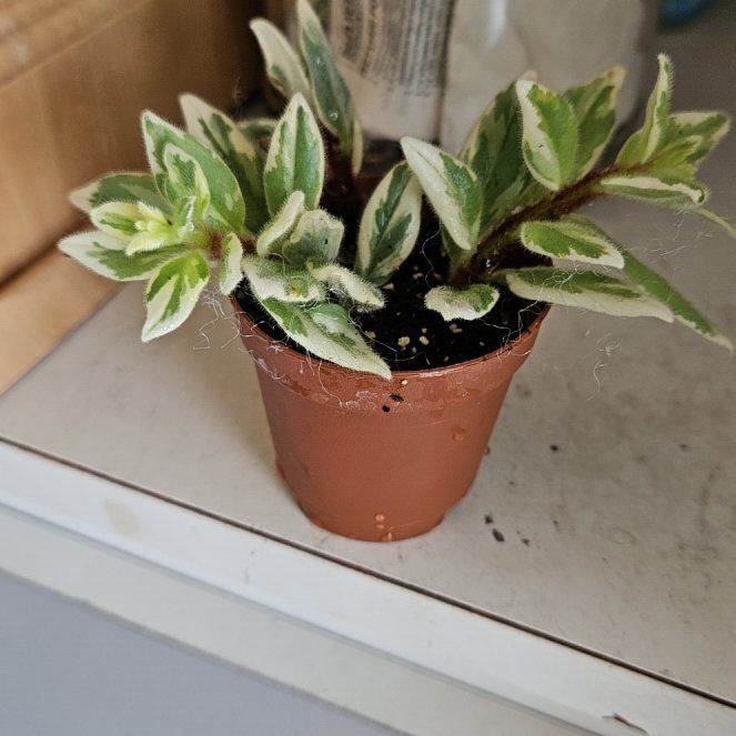 Photo of the plant species Black Goldfish Plant by @MindfulOcotillo named Drake on Greg, the plant care app