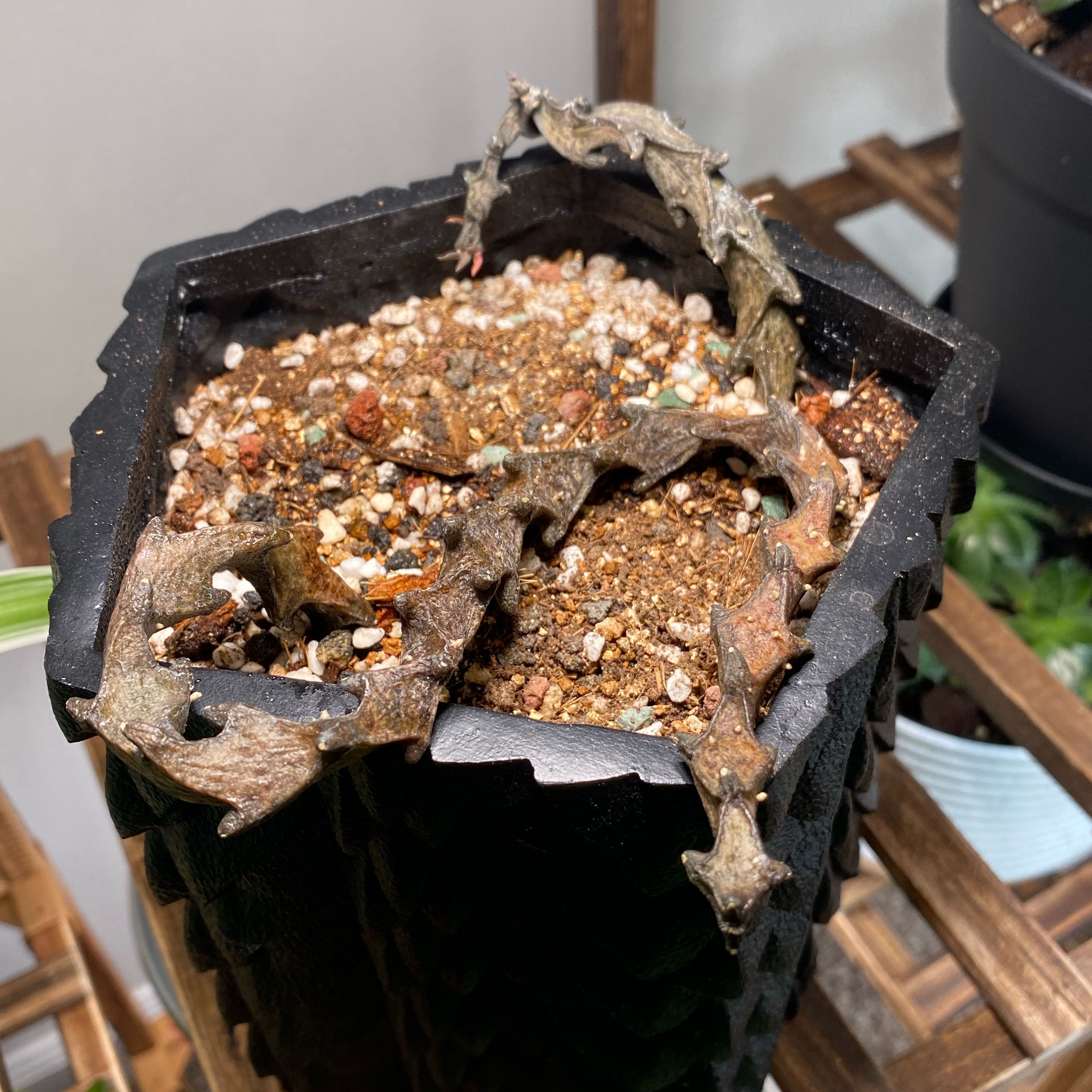 Photo of the plant species Ceropegia bosseri by @GladReginairis named Kobe on Greg, the plant care app