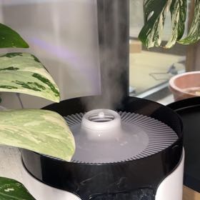 Photo of the plant species Humidifier by @LexLuthor named 12L on Greg, the plant care app