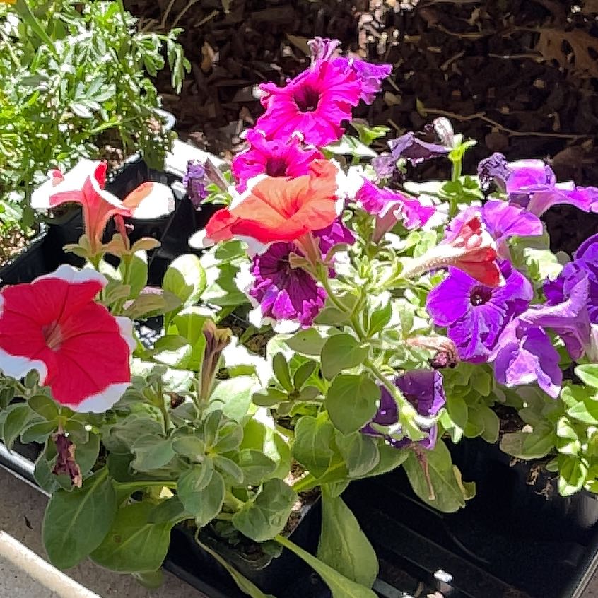 Photo of the plant species petunia by @ProudlyZucchini named Austen on Greg, the plant care app