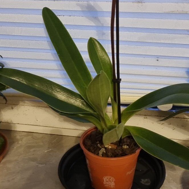 Photo of the plant species Venus Slipper by @SilkyOkra named Taylor Swift on Greg, the plant care app