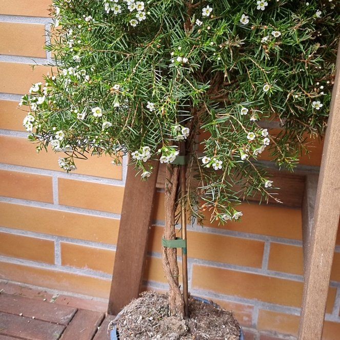 Photo of the plant species Geraldton waxflower by @SilkyOkra named Tupot amaroot on Greg, the plant care app