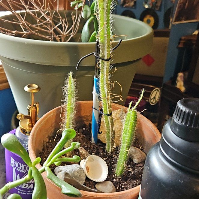 Photo of the plant species Dog Tail by @HappyBluespruce named Girlfrond on Greg, the plant care app