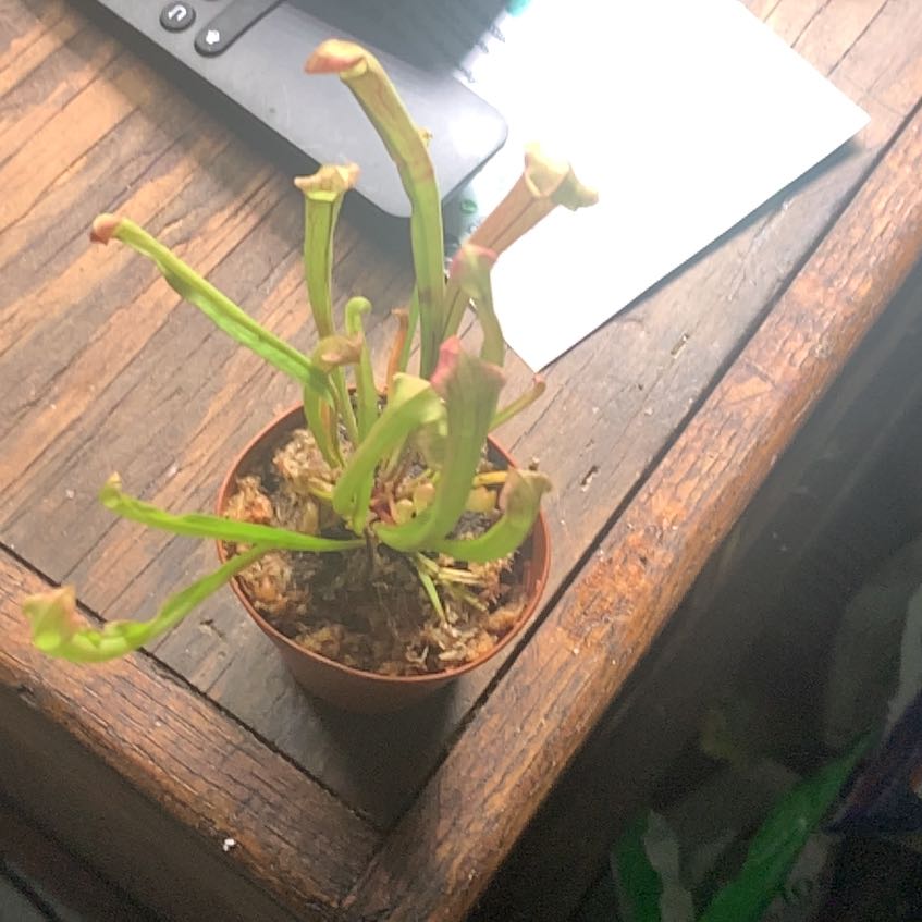 Photo of the plant species Green pitcher plant by @HardyDogrose named Fernie Mercury on Greg, the plant care app
