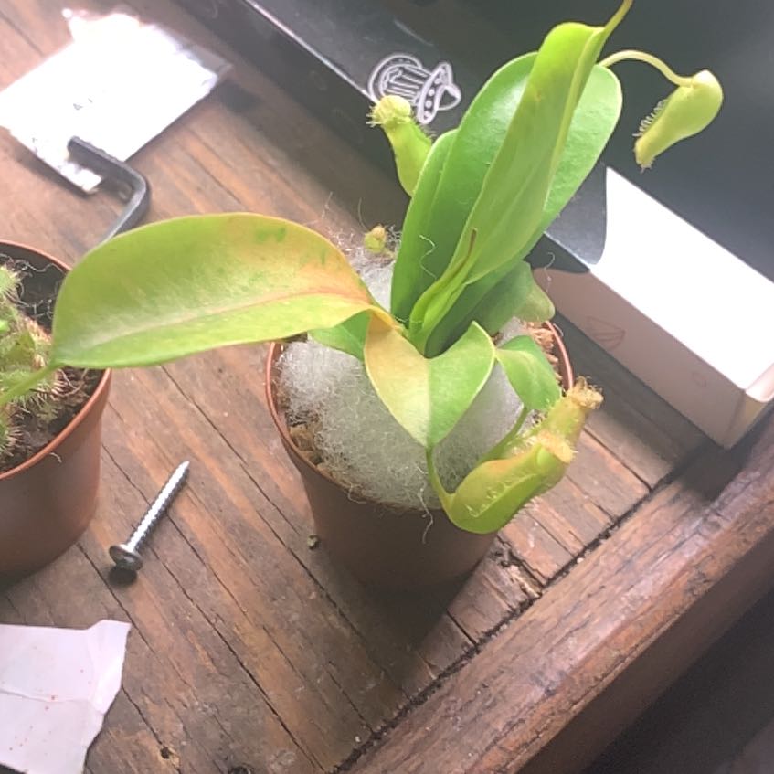Photo of the plant species Pitcher Plant by @HardyDogrose named ChloroPhil on Greg, the plant care app