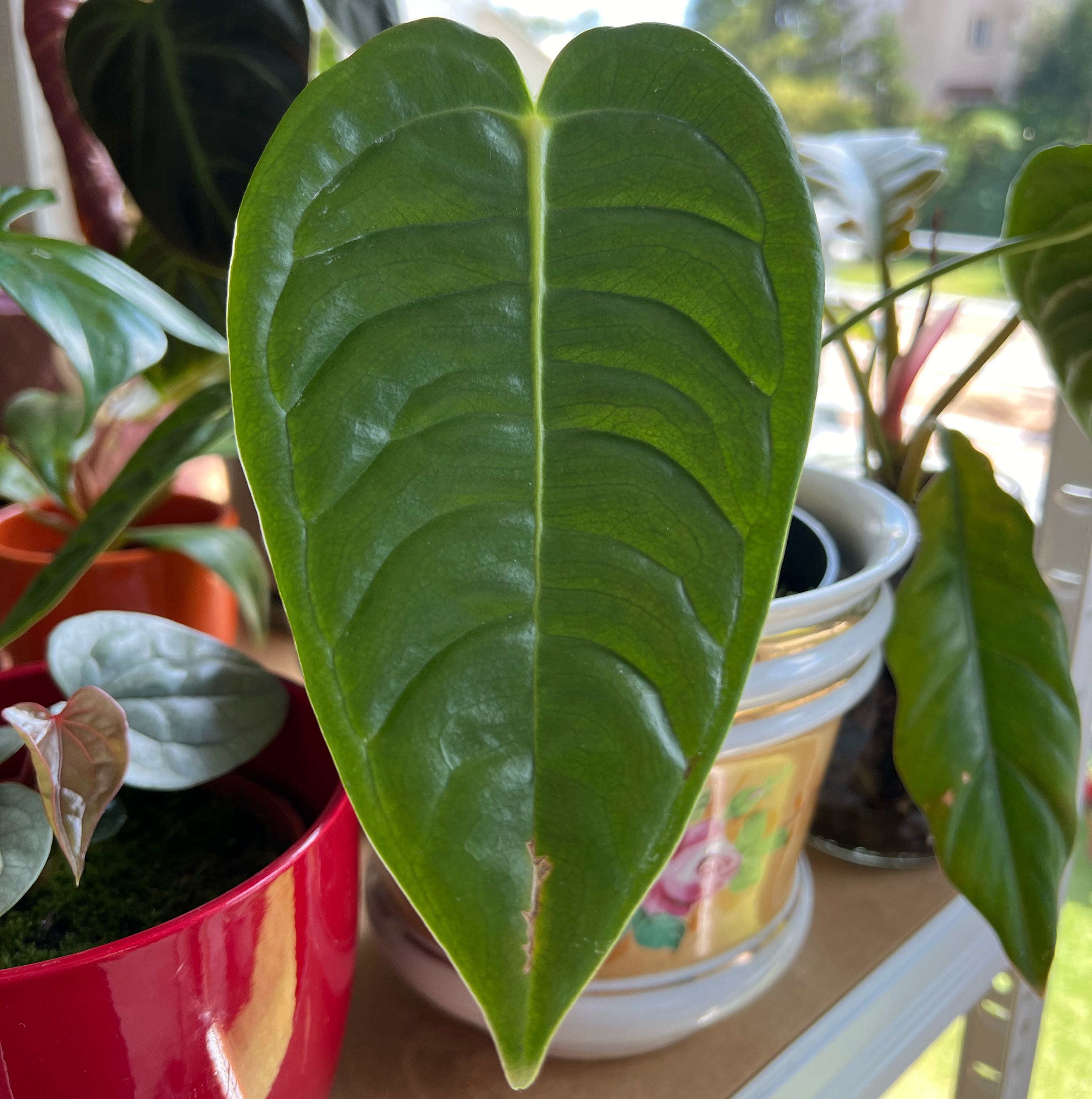 Healthy Anthurium veitchii plant with a prominent, glossy green leaf.
