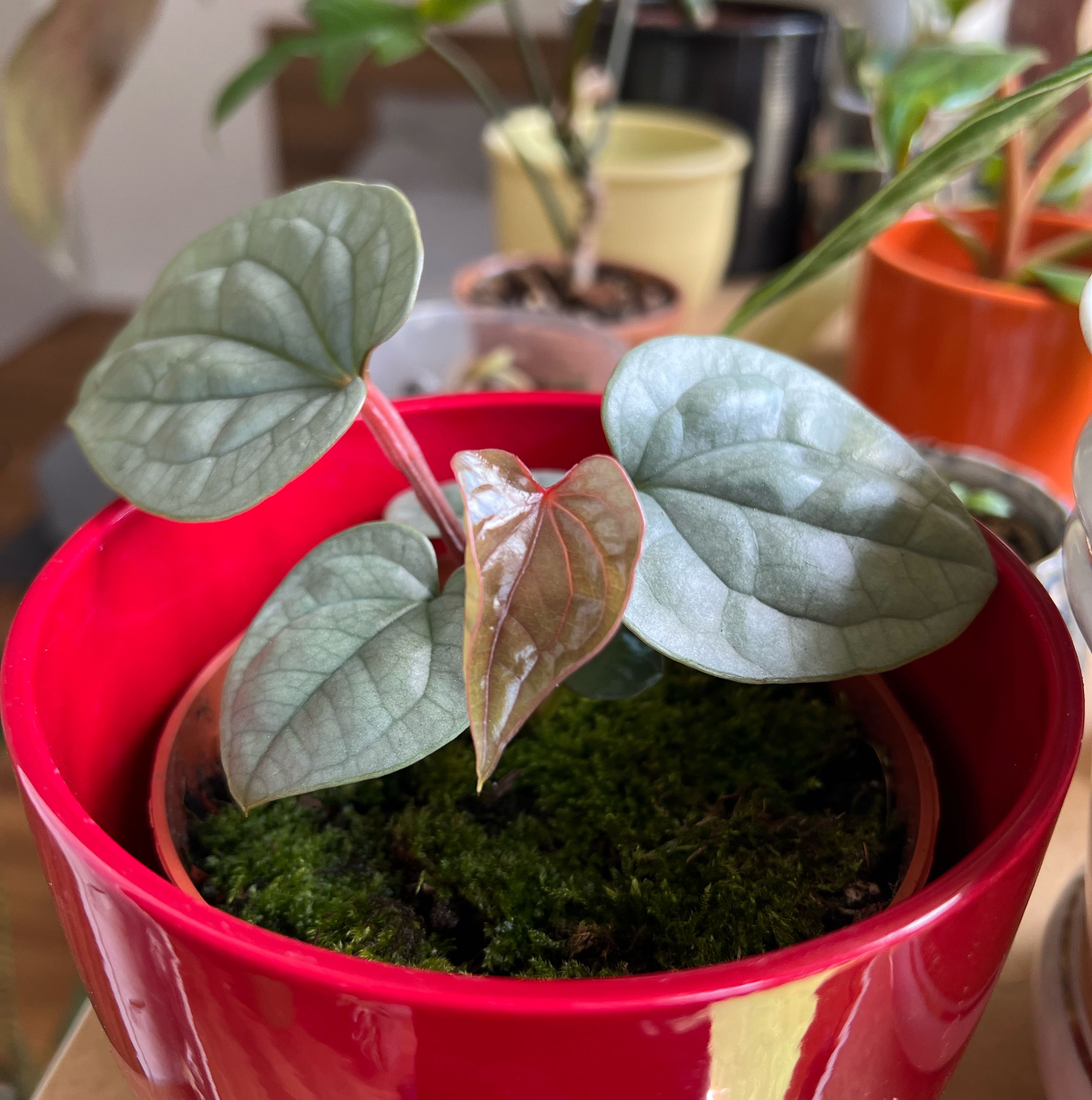 Anthurium Luxurians plant in a red pot with broad, glossy leaves and moss-covered soil.