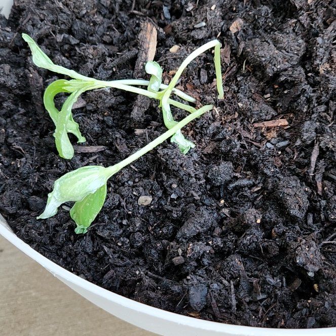 Photo of the plant species Garden Sweet Burpless Cucumber by @FabGreenmound named Messi on Greg, the plant care app