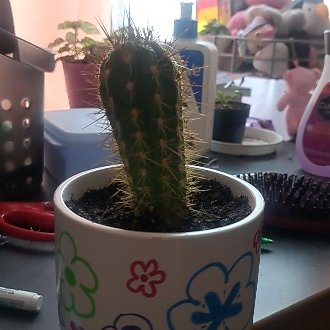 Photo of the plant species Xique-Xique Cactus by @ShowySaltcedar named Marley on Greg, the plant care app