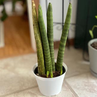 Cylindrical Snake Plant plant in Parksley, Virginia