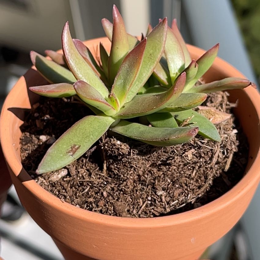 Photo of the plant species Crassula 'Burgundy' by @SportAnise named Bruce Lee on Greg, the plant care app