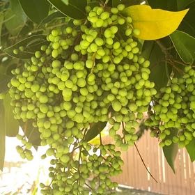 Photo of the plant species Golden Shower Tree by @UniqueTigerfern named Captain Plant-it on Greg, the plant care app