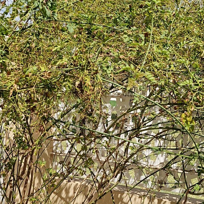 Photo of the plant species Brazilian Jasmine by @ShowyWineberry named Wall-E on Greg, the plant care app