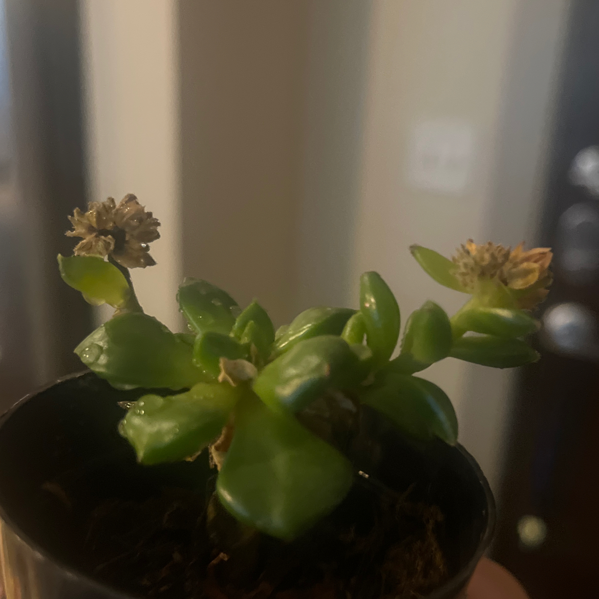 Photo of the plant species Crested Letizia by @NeighborlyPansy named Molly on Greg, the plant care app