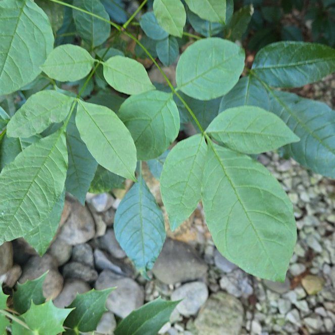 Photo of the plant species American Ash by @WingedMakura named Spike Leaves on Greg, the plant care app