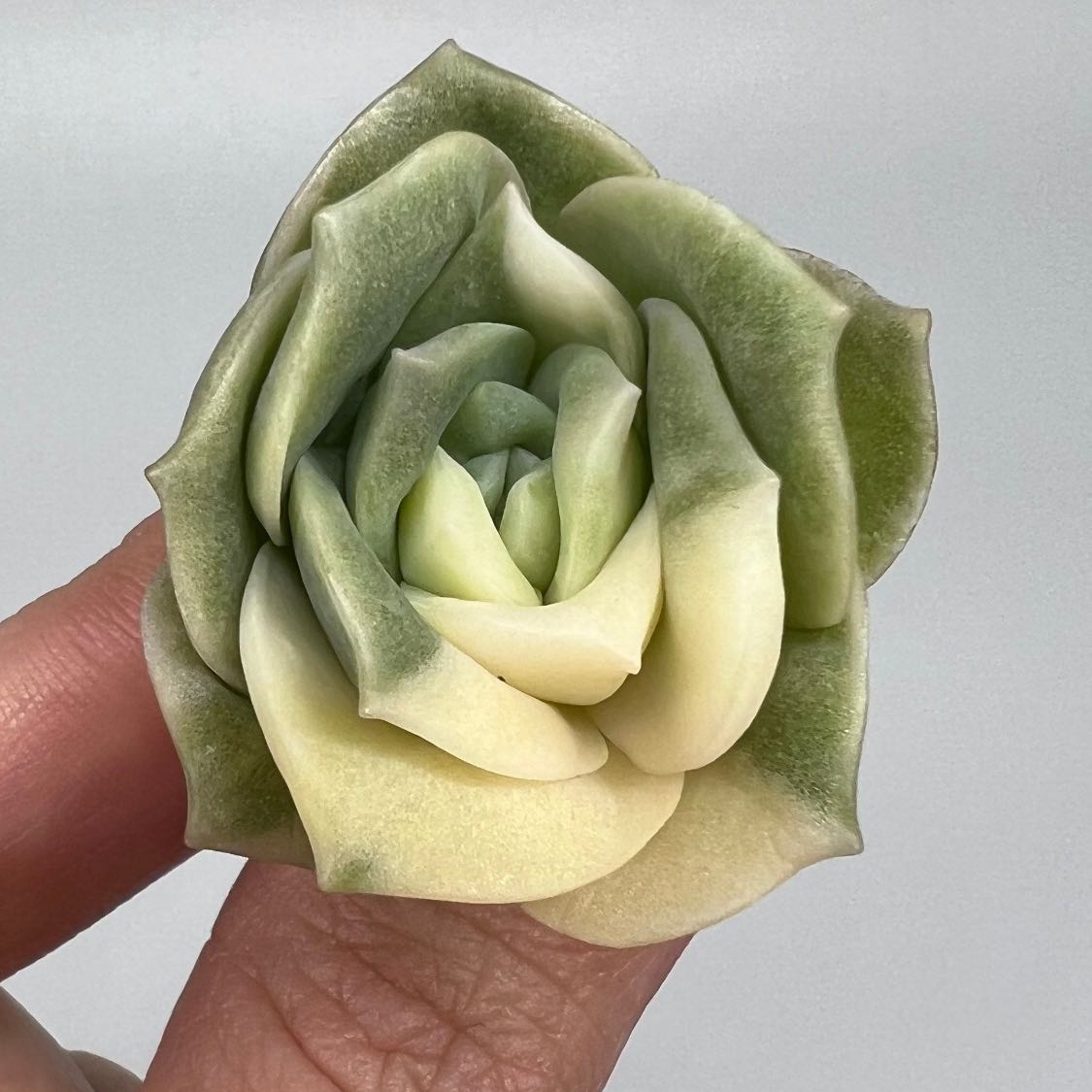 Close-up of a healthy Graptoveria 'Lovely Rose' succulent held by a hand.