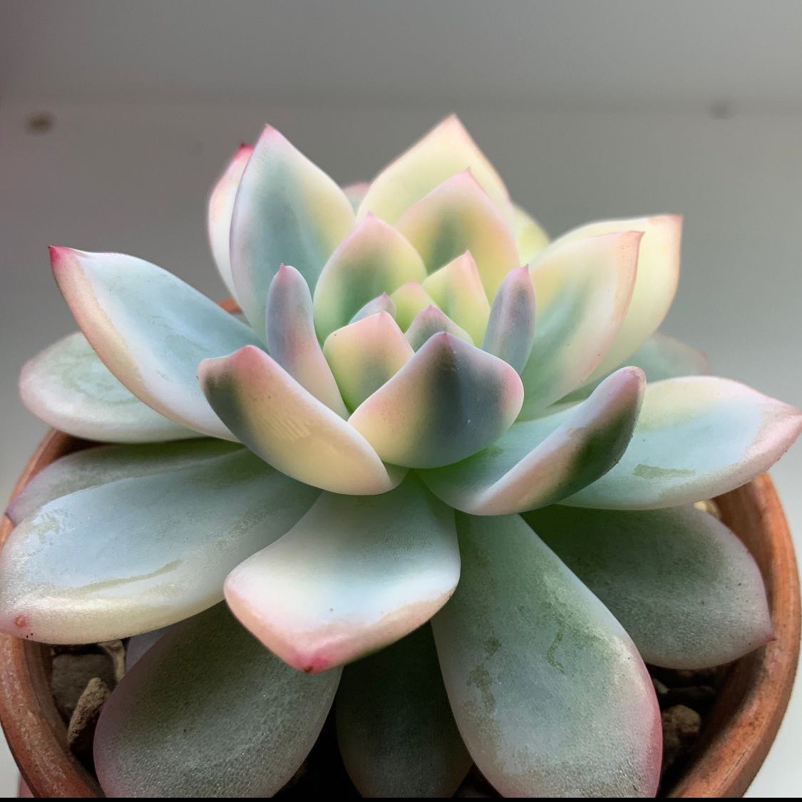 Photo of the plant species Echeveria 'Monroe' by @kurosh named Armond on Greg, the plant care app