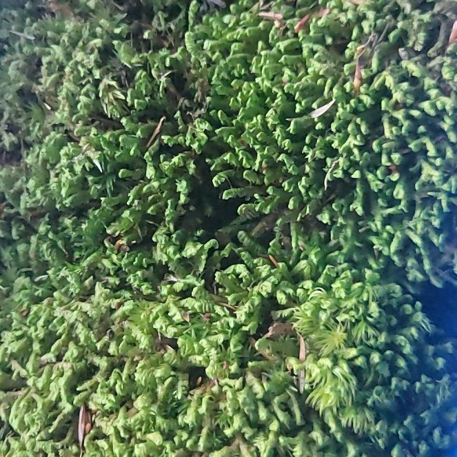 Photo of the plant species Greater Whipwort by @DearTulippoplar named Demi on Greg, the plant care app