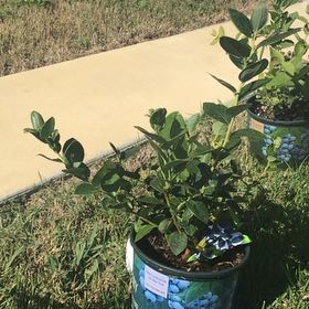 Photo of the plant species Emerald Blueberry by @CalmSeadragon named Forrest on Greg, the plant care app