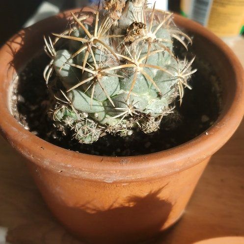 Photo of the plant species Coryphantha andreae by @CarefreeMint named Elle on Greg, the plant care app
