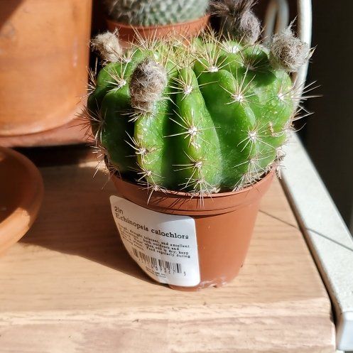 Photo of the plant species Cacto by @CarefreeMint named Lemon Barrel, Echinopsis Calochlora on Greg, the plant care app