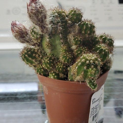 Photo of the plant species Echinopsis 'Rose Quartz' by @CarefreeMint named Rose Quartz (Lobivia) on Greg, the plant care app