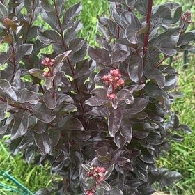 Photo of the plant species Creeping Willow by @SalientFreesia named LiloStitch on Greg, the plant care app