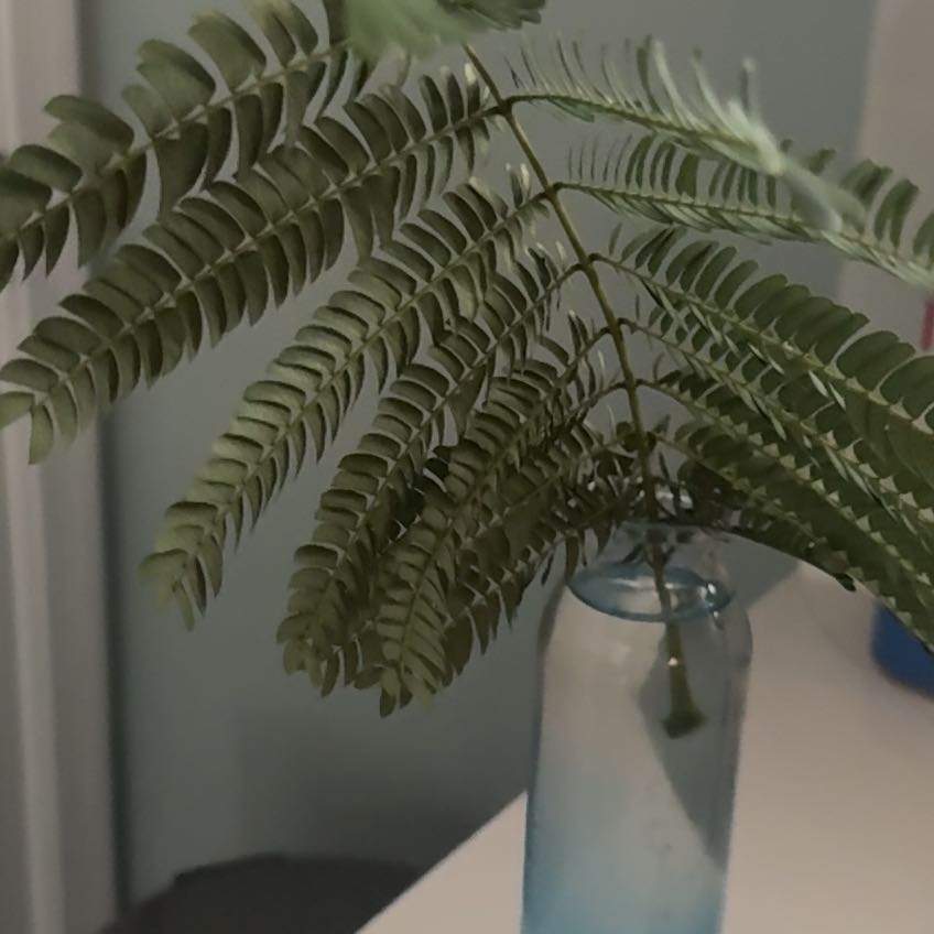 Photo of the plant species Silk Tree by @SalientFreesia named Austen on Greg, the plant care app
