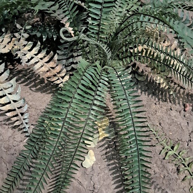 Photo of the plant species Western Maidenhair Fern by @IntenseCatgrass named Gates on Greg, the plant care app