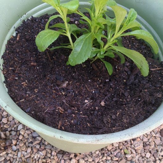 Photo of the plant species Sawtooth Candyleaf by @VeteranSagebush named B!tch 1 on Greg, the plant care app