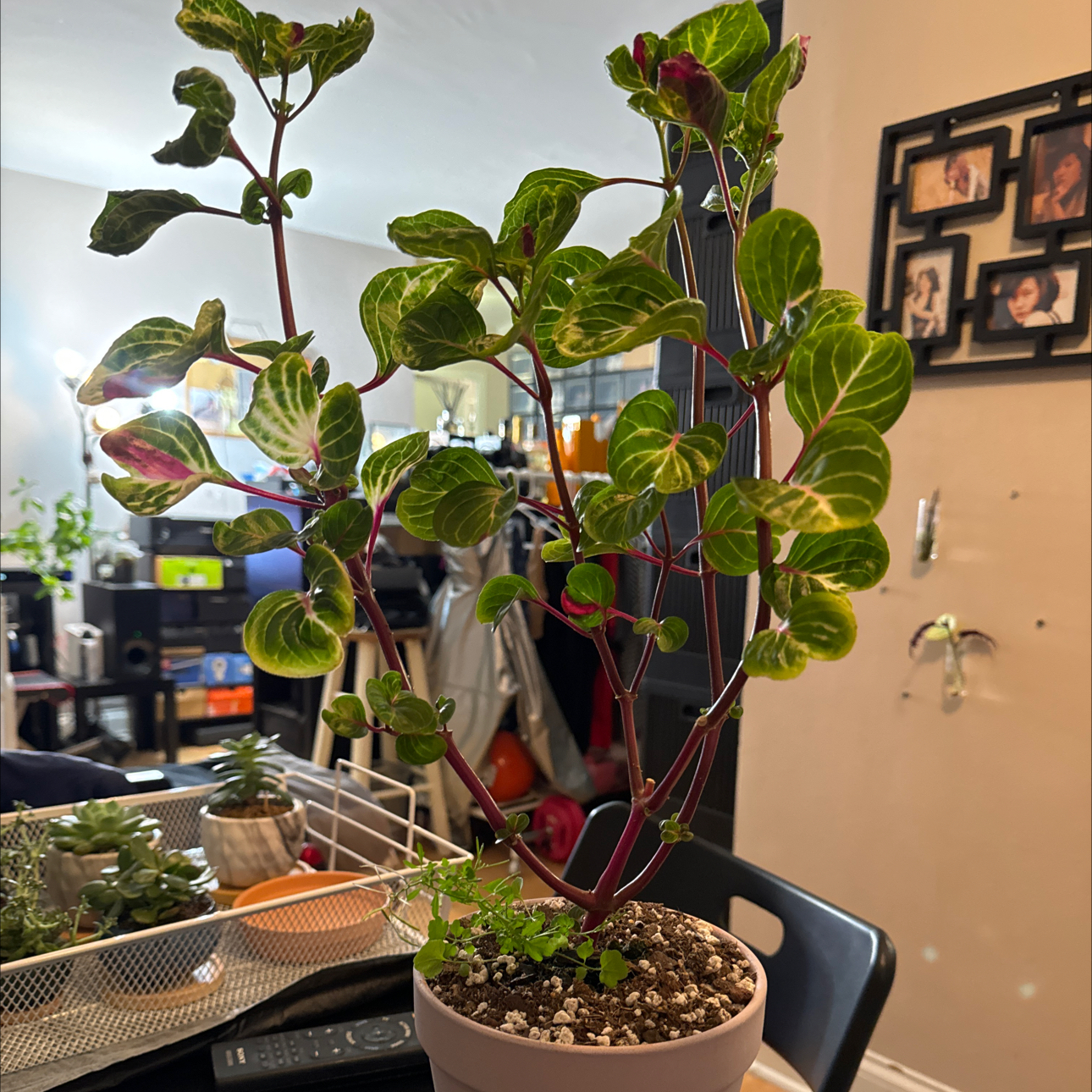 Photo of the plant species Rich Gold Star by @RichKolanuttree named Gold Stars on Greg, the plant care app