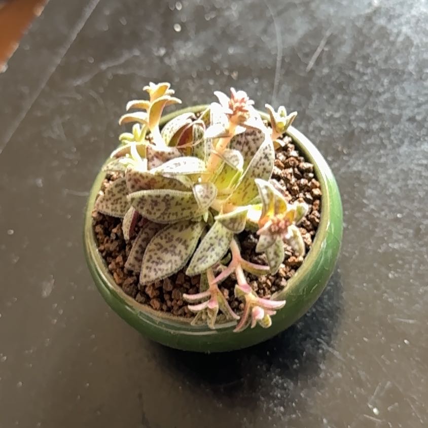 Photo of the plant species Crassula volkensii by @RichKolanuttree named Red Jade on Greg, the plant care app