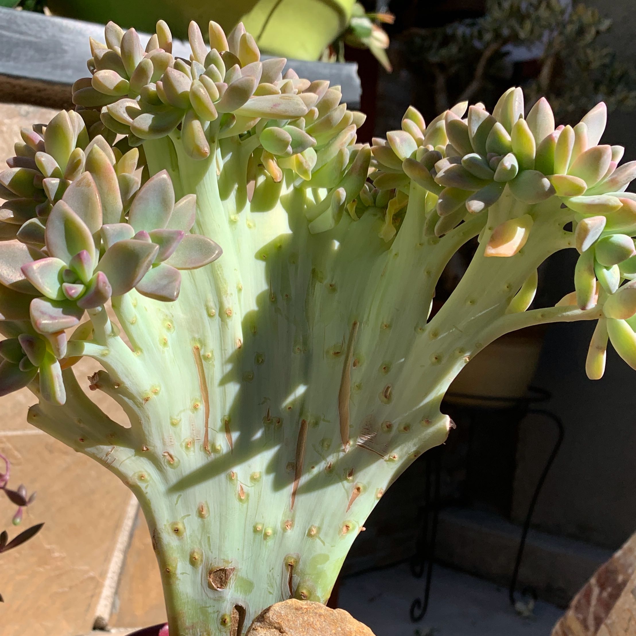 Photo of the plant species Graptosedum Ghosty Crested by @TryWildcarrot named Mando on Greg, the plant care app