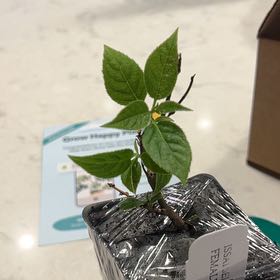 Photo of the plant species Hardy Kiwi Vine by @BestElkantlers named Issai kiwi on Greg, the plant care app