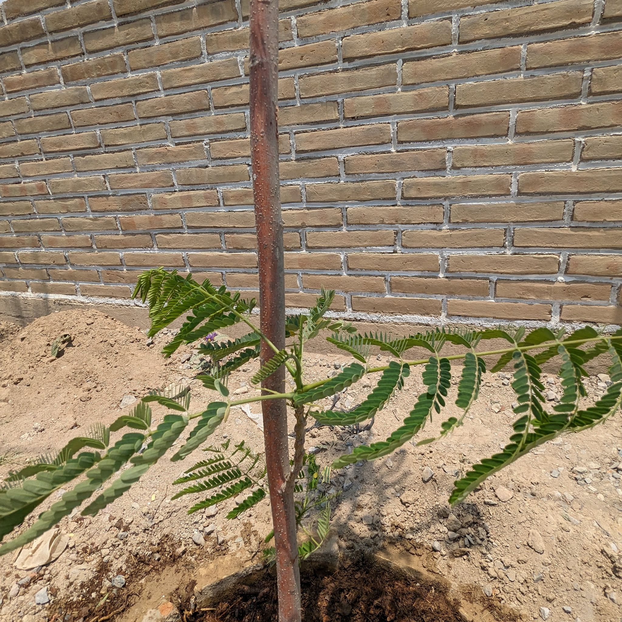 Young Common Honeylocust plant staked for support with green leaves and visible soil.