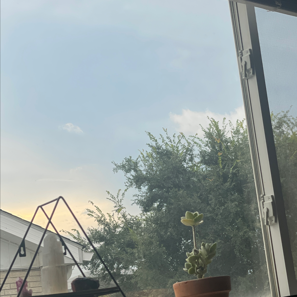Photo of the plant species Millot Kalanchoe by @Kelskels named Pickles on Greg, the plant care app