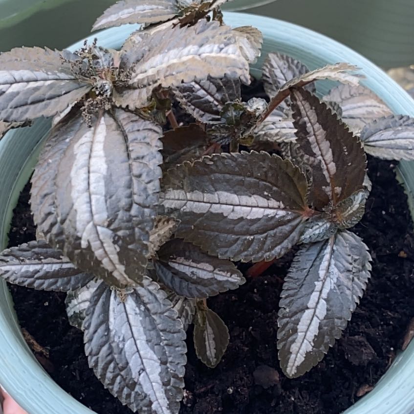 Potted Silver Tree plant with silvery leaves and visible soil.