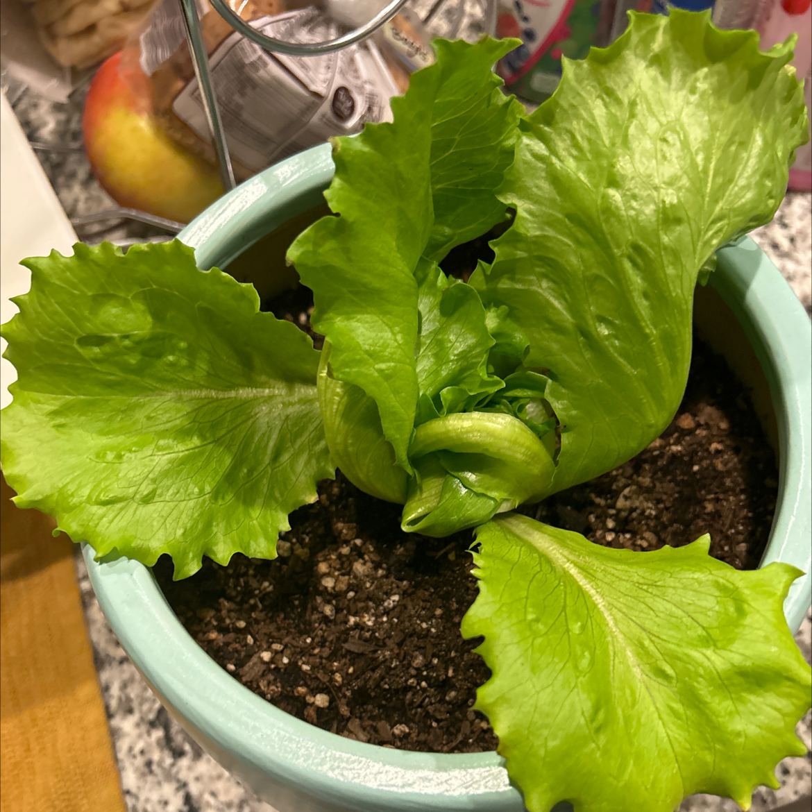 Spike Leaves